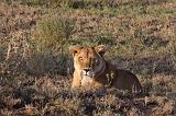 TANZANIA - Serengeti National Park - Leoni Lions - 36